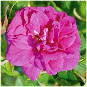 RUGOSA « ROSERAIE DE L’Haÿ