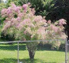 Ramosissima ‘Pentandra’