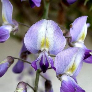 Sinensis ‘Prolific