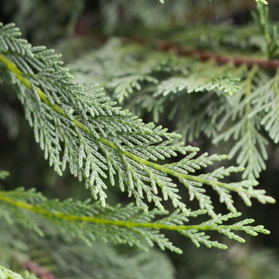 Leylandii ‘Haggerston grey’