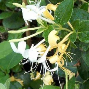 Japonica ‘Halls Prolific’